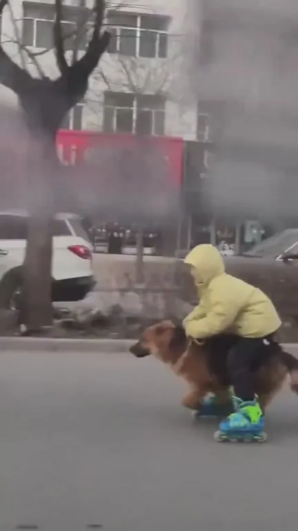 狗狗带娃滑旱冰