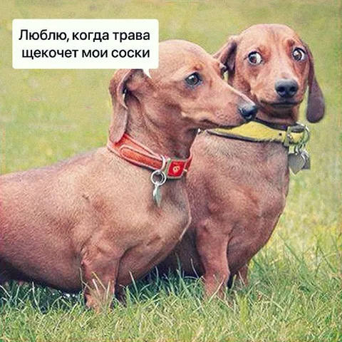 Собаки и щекочущая трава