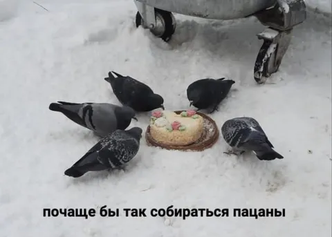 Голуби собрались на тортик