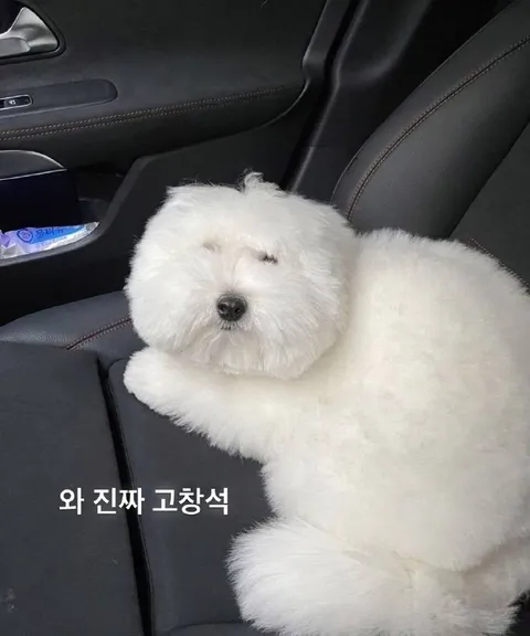 고창석 닮은 강아지