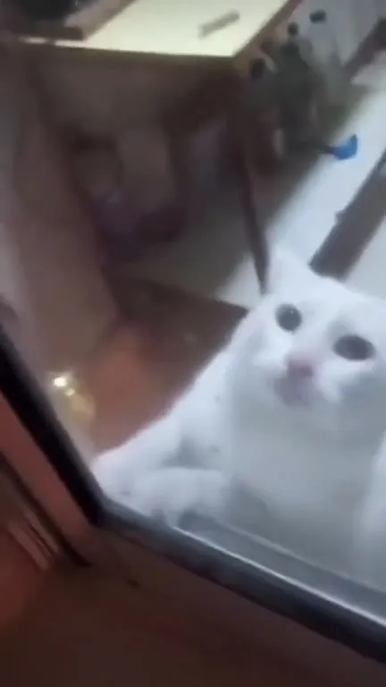 Белый кот в панике