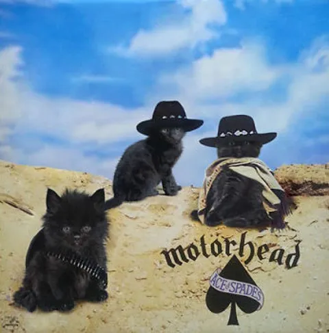 Коты в стиле Motörhead