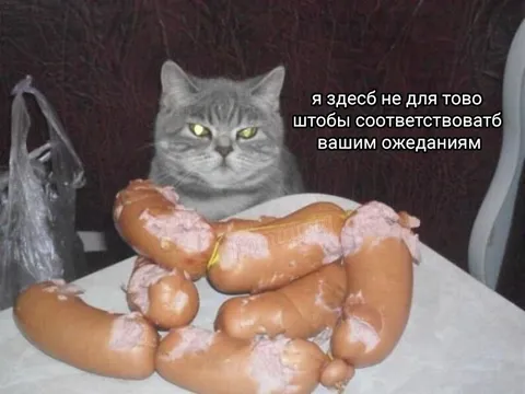 Кот не оправдал ожиданий