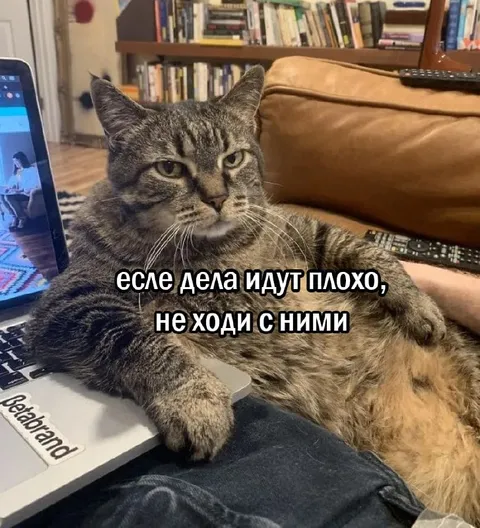 Кот советует не идти с плохими делами