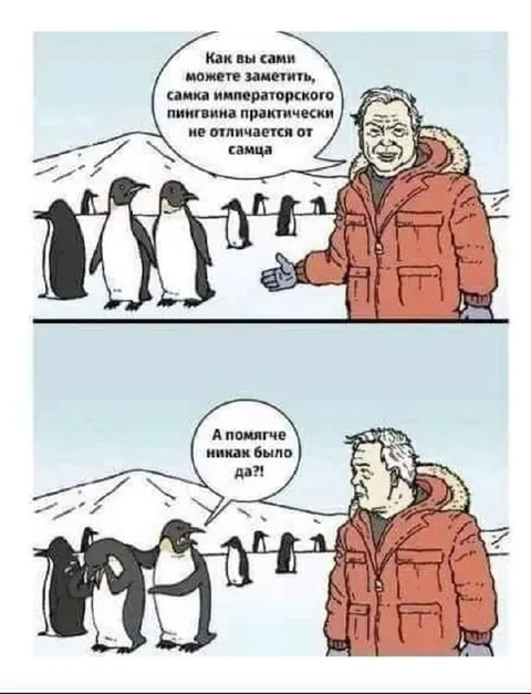 Самка императорского пингвина