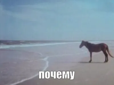 Лошадь спрашивает почему
