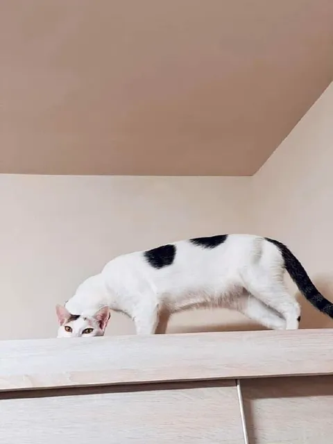 Что там делает этот кот
