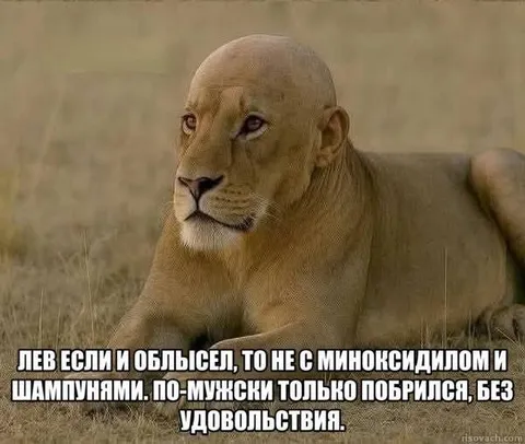Лев по-мужски побрился