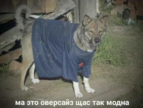 Оверсайз на собаке