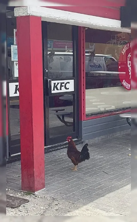 Петух пришёл в KFC