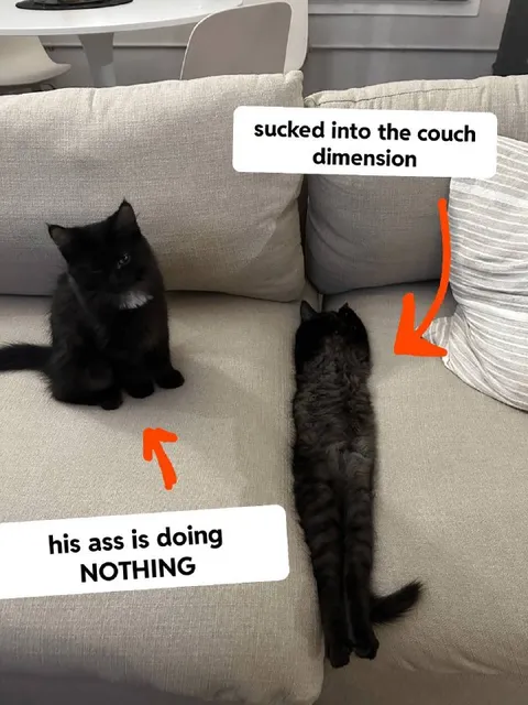 Cat Sucked Into Couch Dimension
