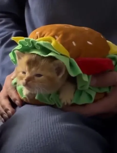 Котёнок в костюме бургера