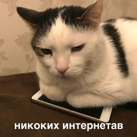 Кот без интернета