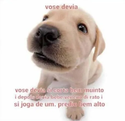 Cachorrinho dando conselho sombrio