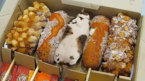 Кот среди пончиков