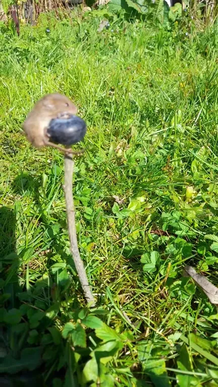 Мышь на ягодном шесте