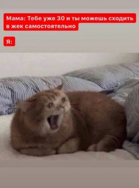 Кот в ужасе от самостоятельности