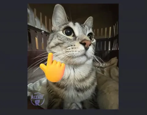 Кот сначала молчит, потом хамит