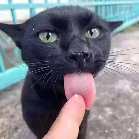 Кот с высунутым языком