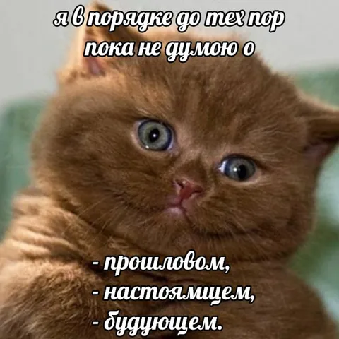 Кот не думает о времени