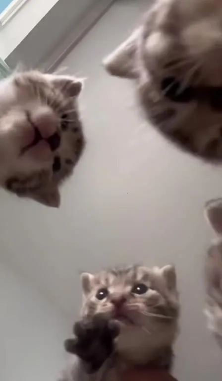 Котята заглядывают в камеру