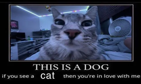 This Is A Dog Cat Meme