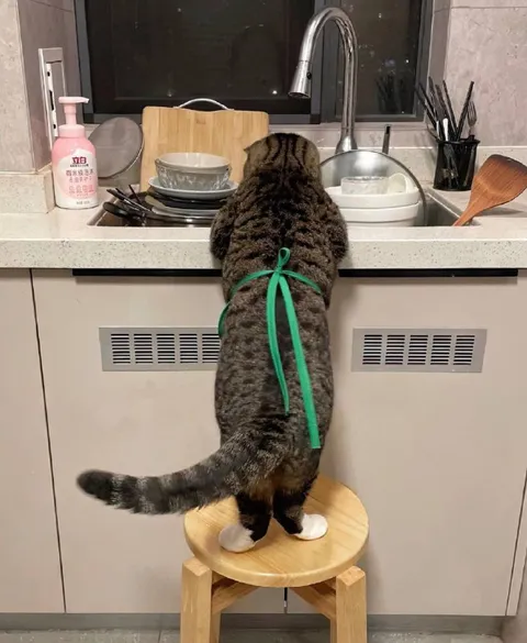 Кот моет посуду