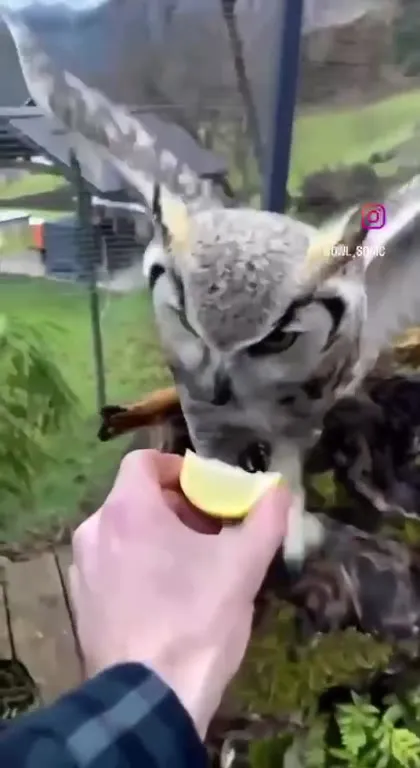 Owl Versus Lemon