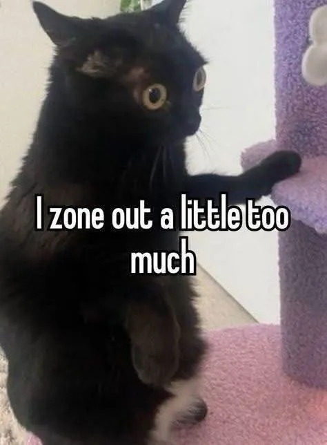 Black Cat Zones Out