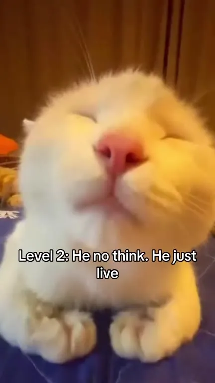 Cats Losing Their Braincells