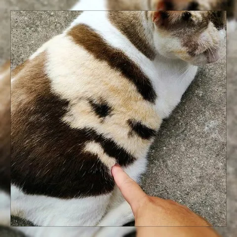 Кот с необычным узором на шерсти