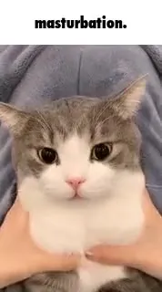 Cat Says Masturbation