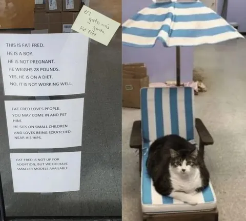Fat Fred Is Not Up for Adoption