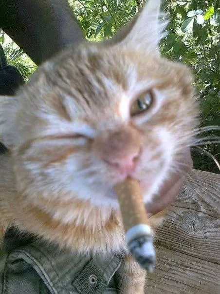 Кот с сигарой