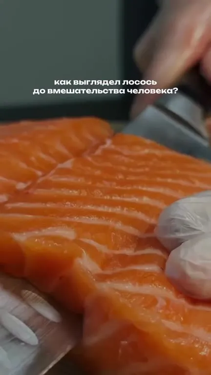 Как выглядел лосось до вмешательства человека