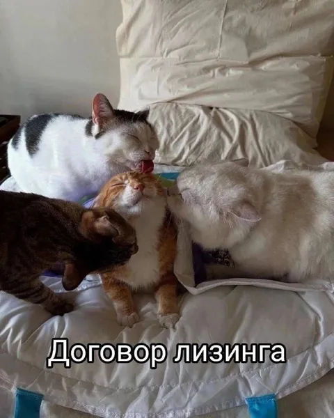 Договор лизинга с котами