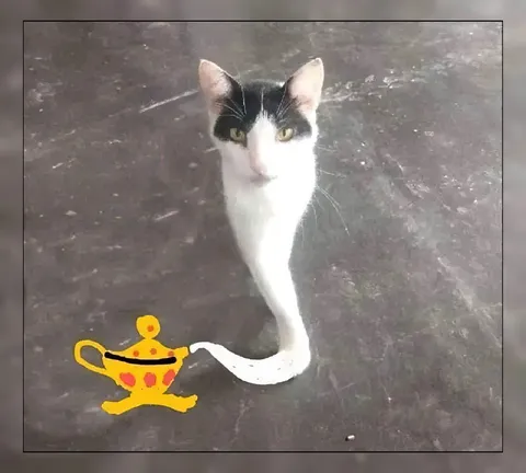 Кот-джинн исполняет желание