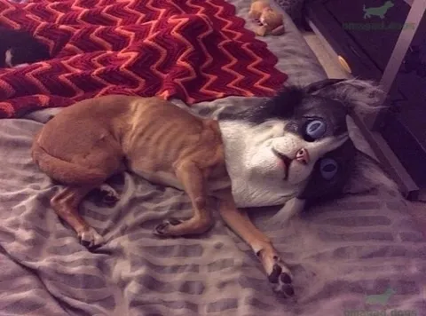 Собака с лицом кота