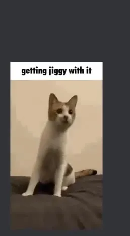 Getting Jiggy With It Cat