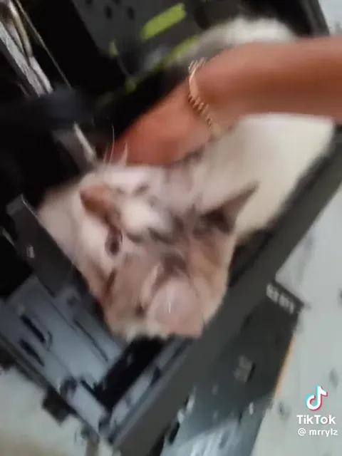 Кот поселился в компьютере