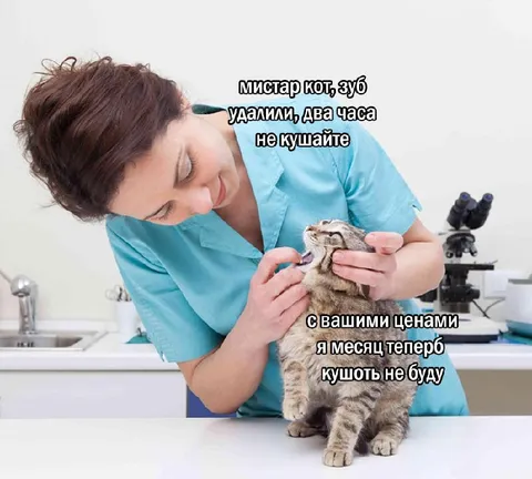 Кот после удаления зуба