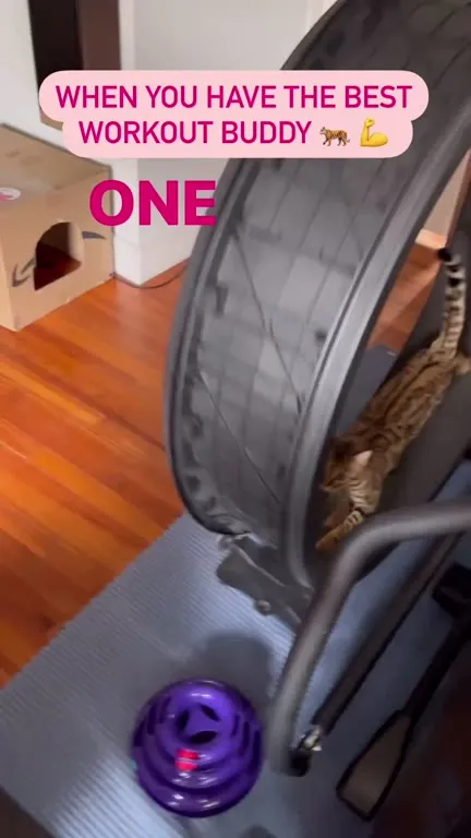 Cat Workout Buddy on Treadmill