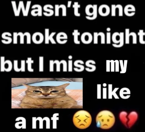 I Miss My Cat Like a MF