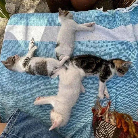 Котята складываются в фигуру
