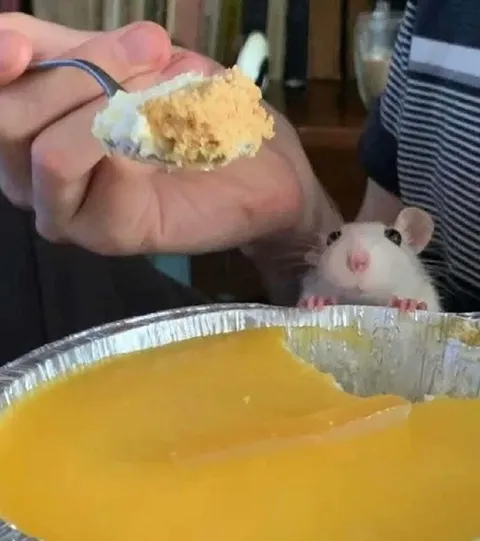 Мышь тянется к десерту