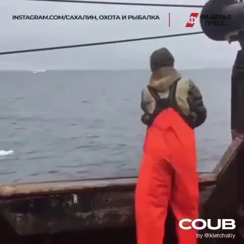 Чайка против рыбака
