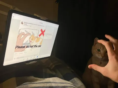 Please Do Not the Cat