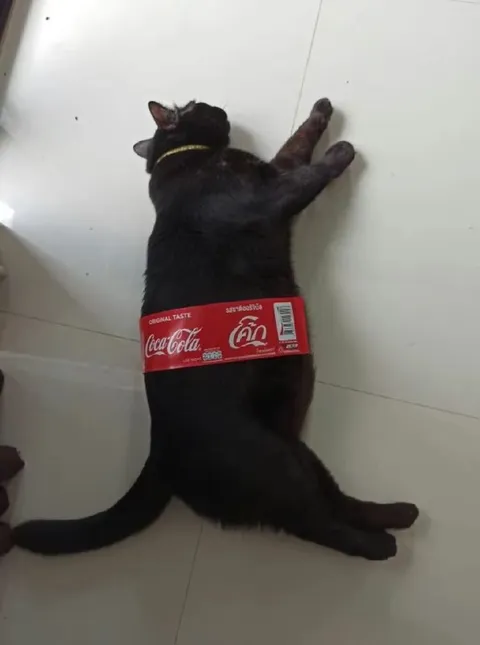 Cat Wearing a Coca-Cola Belt