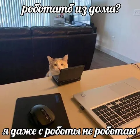 Кот работает из дома