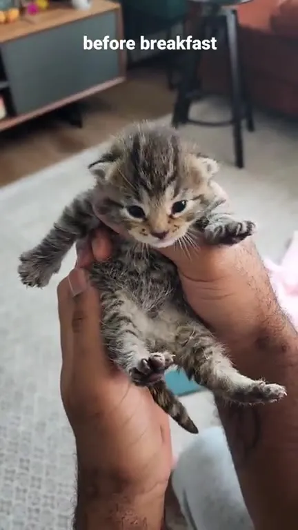 Kitten Before and After Breakfast